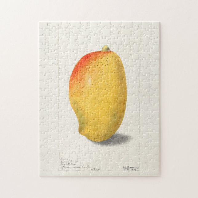 Puzzle Mango (Mangifera Indica) Peinture d'aquarelle aux  (Vertical)