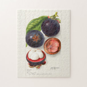 Puzzle Mangosteens (Garcinia Mangostana) Peinture aux fru