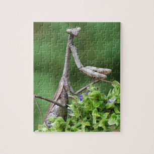 Puzzle mante de prière