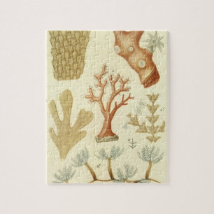 Puzzle Manuel de sciences Biologie, Animaux de corail vin