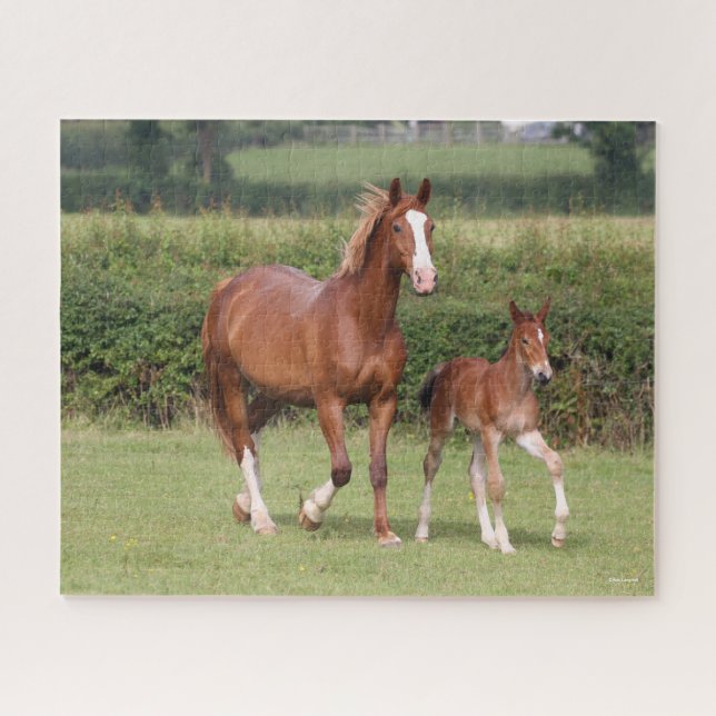 Puzzle Mare de sang chaud et poulain marchent ensemble (Horizontal)