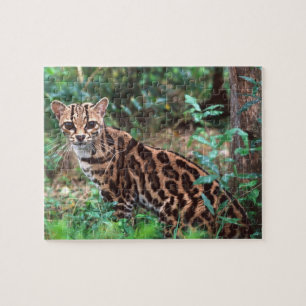 Puzzle Margay, Leopardus wiedi, Natif du Mexique vers