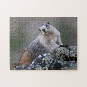 Puzzle Marmot