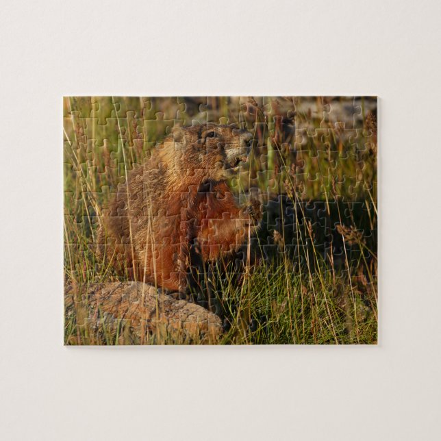 Puzzle marmotte (Horizontal)