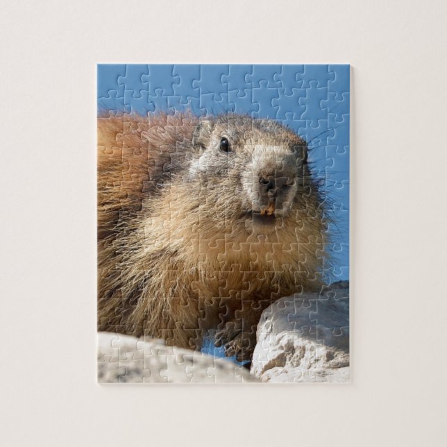 Puzzle Marmotte alpine sur roche (Vertical)