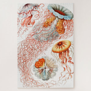 Puzzle Méduse, Discomedusae par Ernst Haeckel