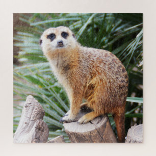 Puzzle Meerkat