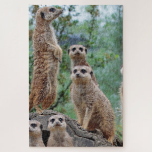 Puzzle Meerkat_003