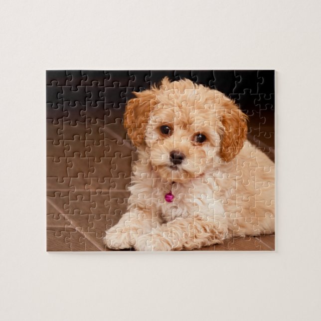 Puzzle Mélange de caniche de bébé ou chiot maltais de (Horizontal)