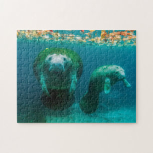 Puzzle Mère mangea avec son veau à Crystal River