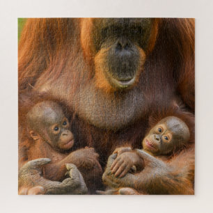 Puzzle Mère Orangoutane tenant deux bébés