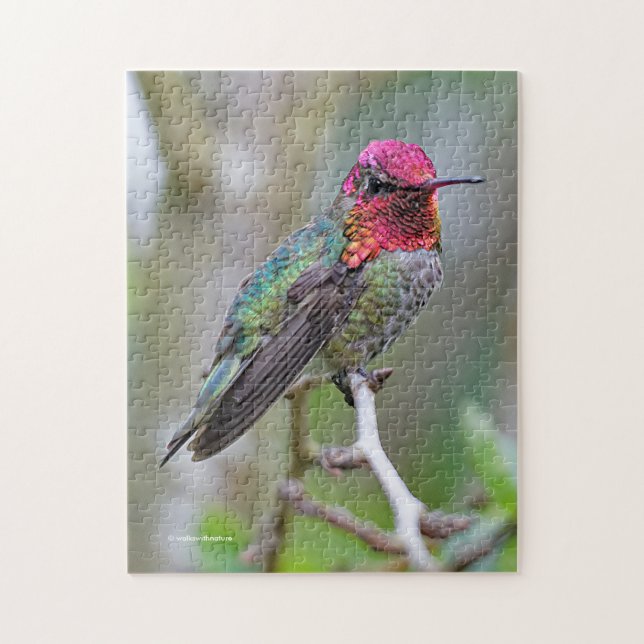 Puzzle Merveilleux colibri d'Anna masculine sur le prunie (Vertical)