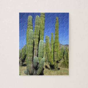 Puzzle Mexique, Sonora, San Carlos. Saguaro & Organ Pipe