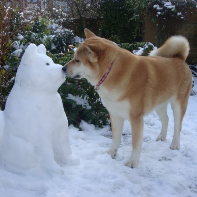 Puzzle mignon akita baiser bonhomme de neige akita photo (Créateur téléchargé)