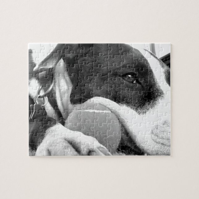 Puzzle mignon chien pitbulle à l'air triste noir blanc av (Horizontal)
