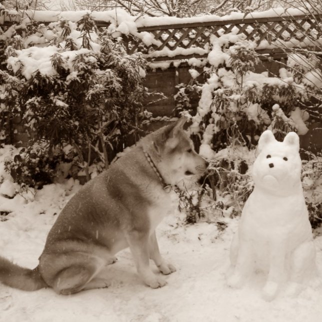 Puzzle mignonne akita dans la neige avec bonhomme de neig (Créateur téléchargé)