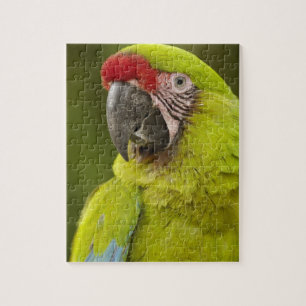 Puzzle Militaire Macaw