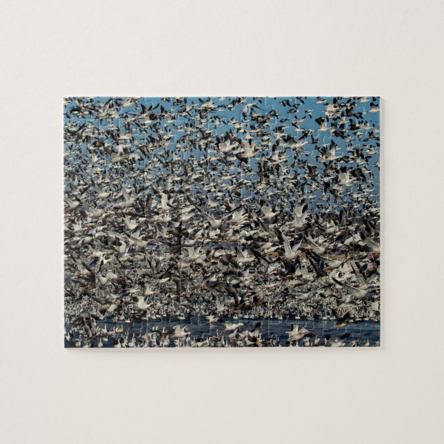 Puzzle Milliers d'oies de neige (Horizontal)