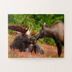 Puzzle Moose américaine