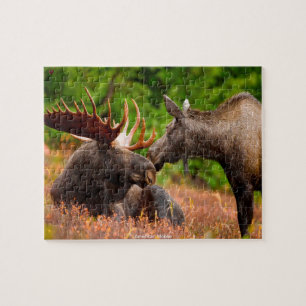 Puzzle Moose américaine