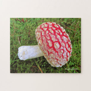 Puzzle Mouche tombée Agaric / Amanita Muscaria Champignon
