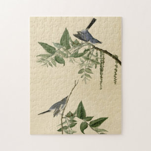 Puzzle Moucherolle gris-bleu - Audubon's Birds of America