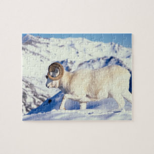 Puzzle mouflon, Ovis dalli, bélier