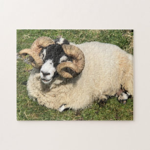 Puzzle Mouton avec cornes bouclés. Île d'Islay, Écosse