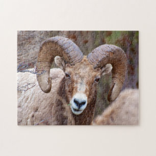 Puzzle Mouton noir des Rocheuses