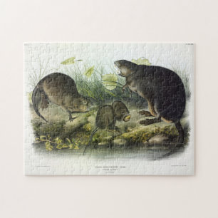 Puzzle Muskrat de Quadrupeds of North America d'Audubon