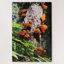 Mycelium de champignon de soufre jaune
