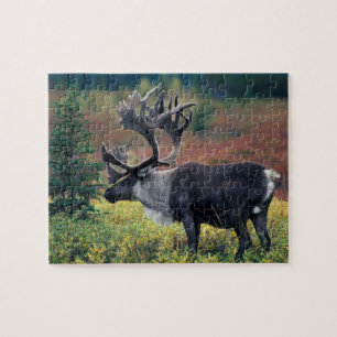 Puzzle NA, États-Unis, Alaska, Denali NP, Bull caribou 3