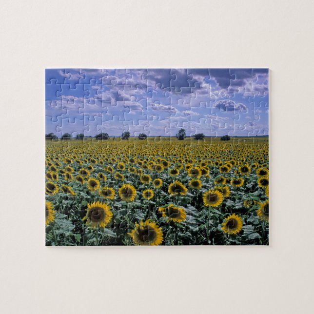 Puzzle NA, États-Unis, Kansas, culture du tournesol (Horizontal)