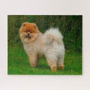 Puzzle Nain Spitz Poméranien Chien.