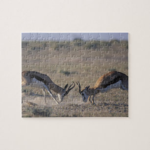 Puzzle Namibie, Parc national d'Etosha, Deux mâles