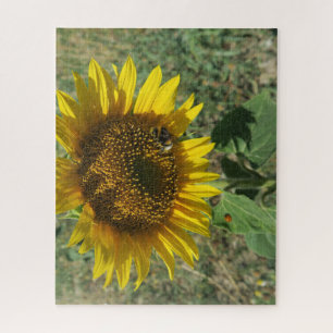 Puzzle nature, fleur, été, tournesol, fleurs,