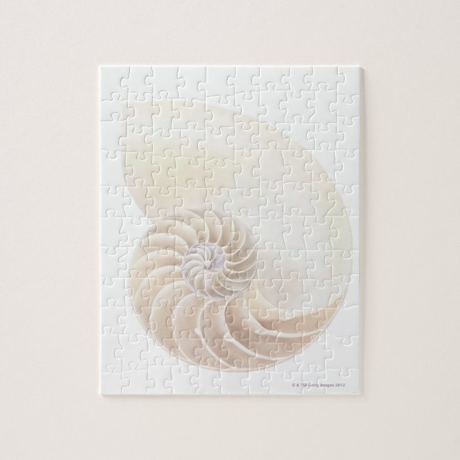 Puzzle Nautilus Shell (Vertical)