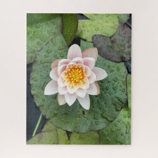 Puzzle Nénuphar rose sous la pluie, Woodside