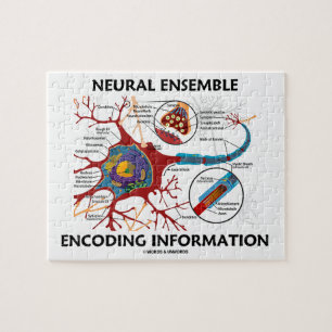 Puzzle Neuron d'information sur le codage d'ensemble neur