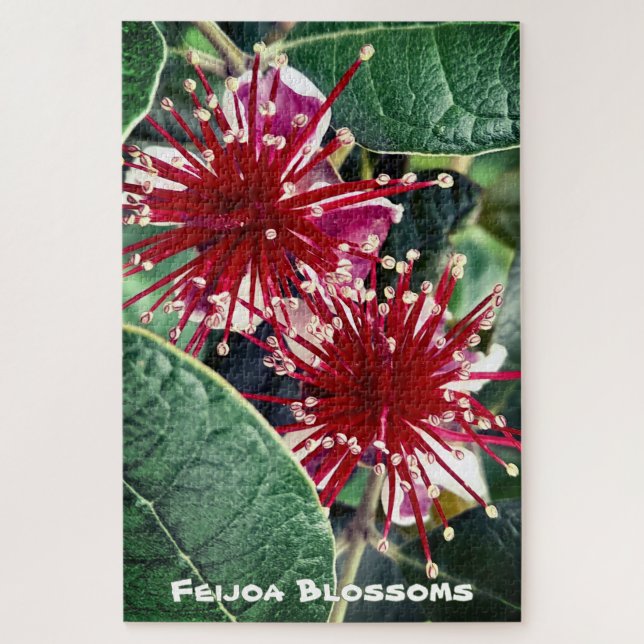 Puzzle New Zealand Spring Red Blooming Feijoa Fruit Tree (Vertical)