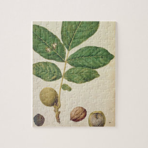 Puzzle Noix, c.1568 (la semaine sur le papier)