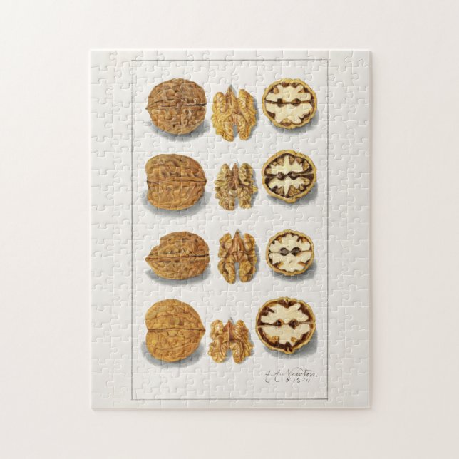 Puzzle Noix (Juglans) Peinture à l'aquarelle de fruits (Vertical)