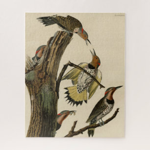 Puzzle Norther Flicker de Audubon's Birds of America