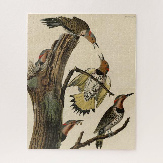 Puzzle Norther Flicker de Audubon's Birds of America (Vertical)