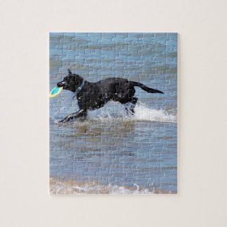 Puzzle Notre Frisbee noire du Labrador récupère du lac