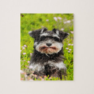 Puzzle Notre Schnauzer, l'animal de compagnie de notre fa