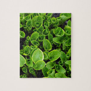 Puzzle Nouveaux plantes verts de hosta dans le jardin
