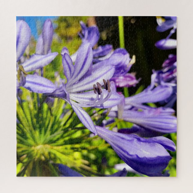 Puzzle Nouvelle-Zélande Agapanthus Violet Fleur Fleurit (Vertical)