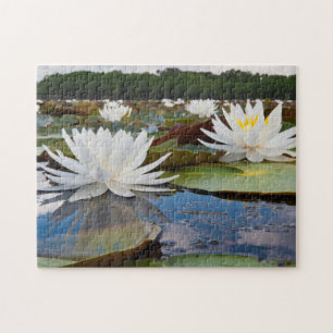 Puzzle Nympheà eau odorante (Nymphaea Odorata) sur Caddo