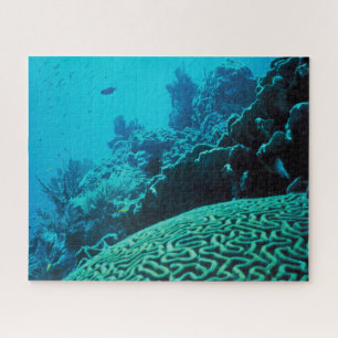 Puzzle Oasis de récif corallien